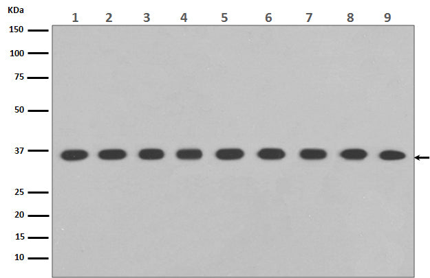 GAPDH Rabbit Polyclonal Antibody (HRP)