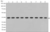 GAPDH Rabbit Polyclonal Antibody (HRP)