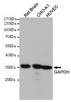 GAPDH Mouse Monoclonal Antibody (HRP)