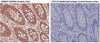 Rabbit IgG Isotype Control