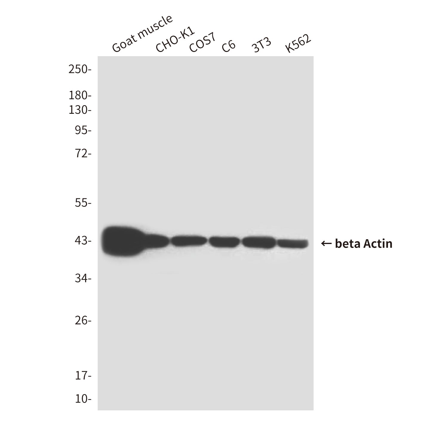 Loading Control Mouse Monoclonal Antibody Kit