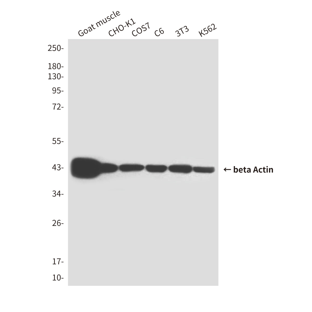 Loading Control Mouse Monoclonal Antibody Kit