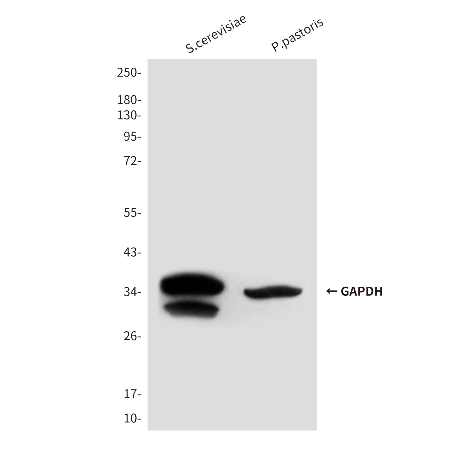 Loading Control Mouse Monoclonal Antibody Kit