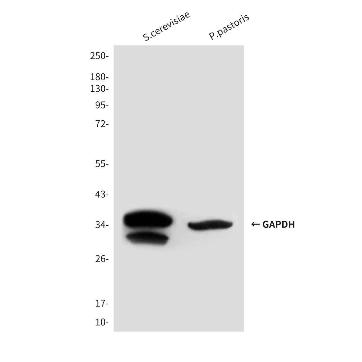 Loading Control Mouse Monoclonal Antibody Kit