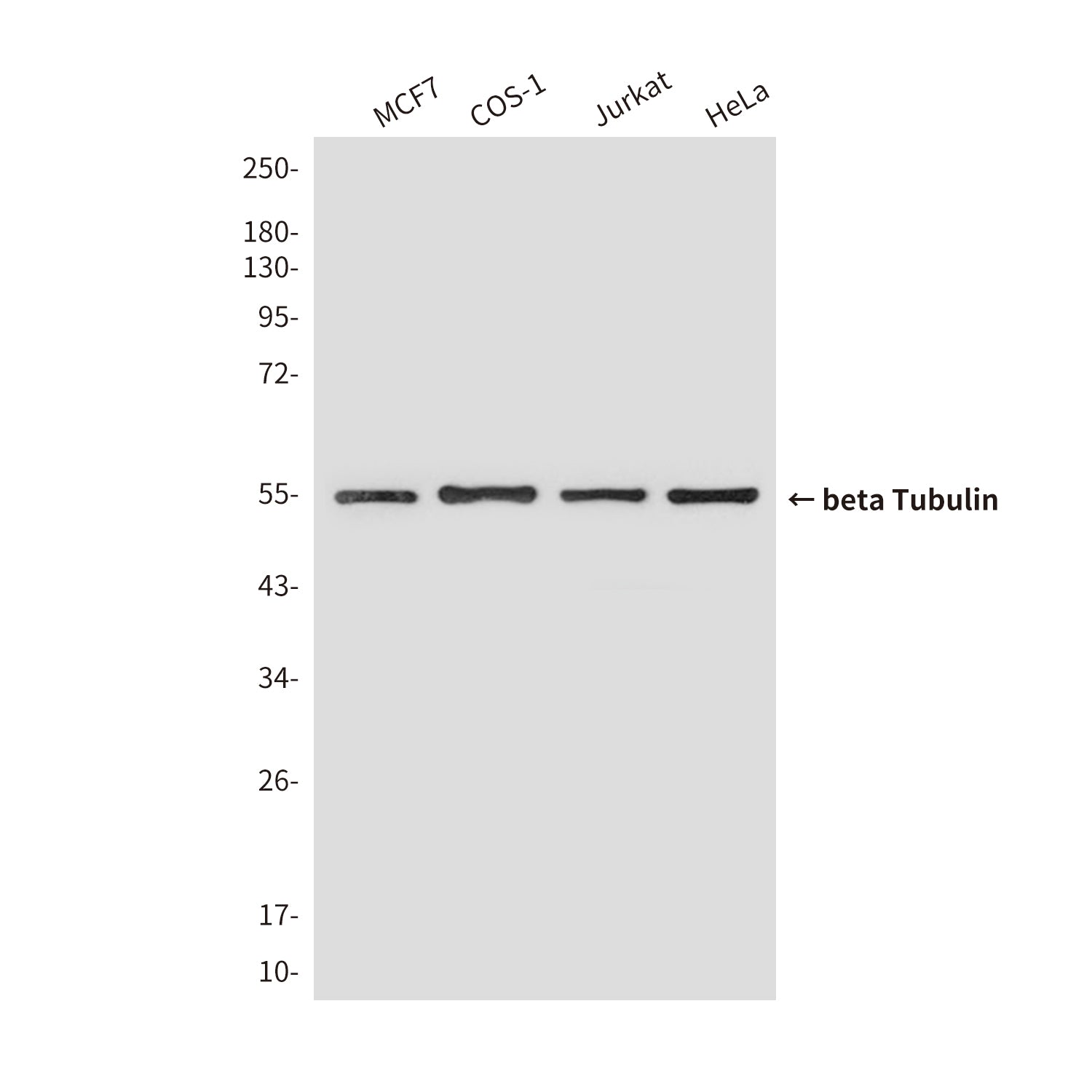 Loading Control Rabbit Polyclonal Antibody Kit