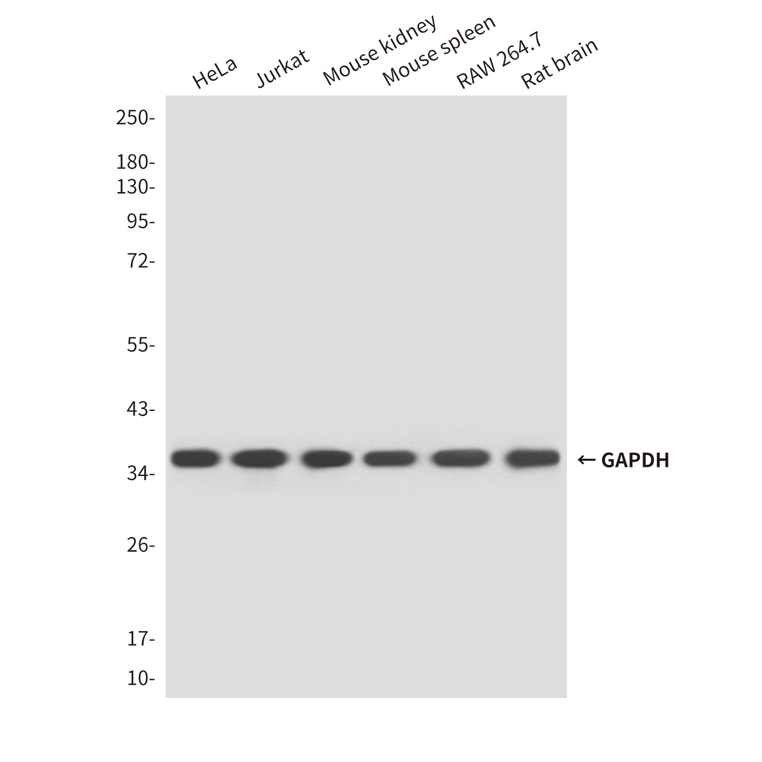 Loading Control Rabbit Polyclonal Antibody Kit
