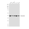 Loading Control Mouse Monoclonal Antibody Kit (HRP)