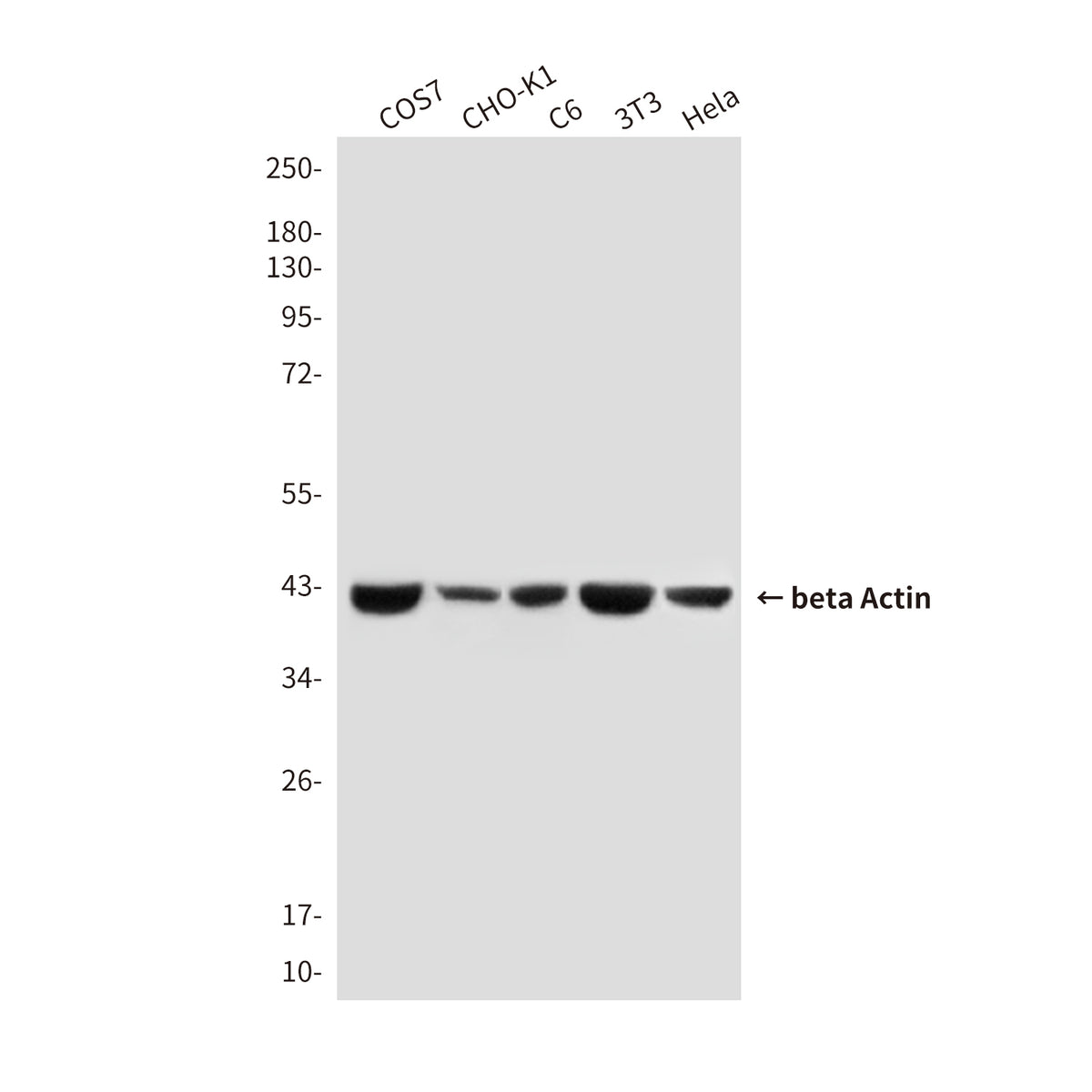 Loading Control Mouse Monoclonal Antibody Kit (HRP)