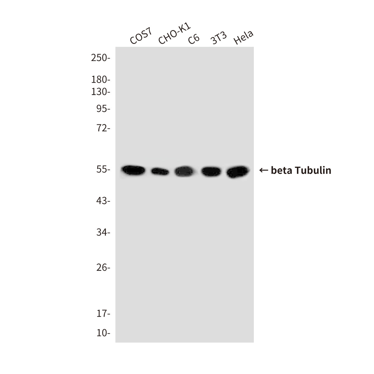Loading Control Mouse Monoclonal Antibody Kit (HRP)