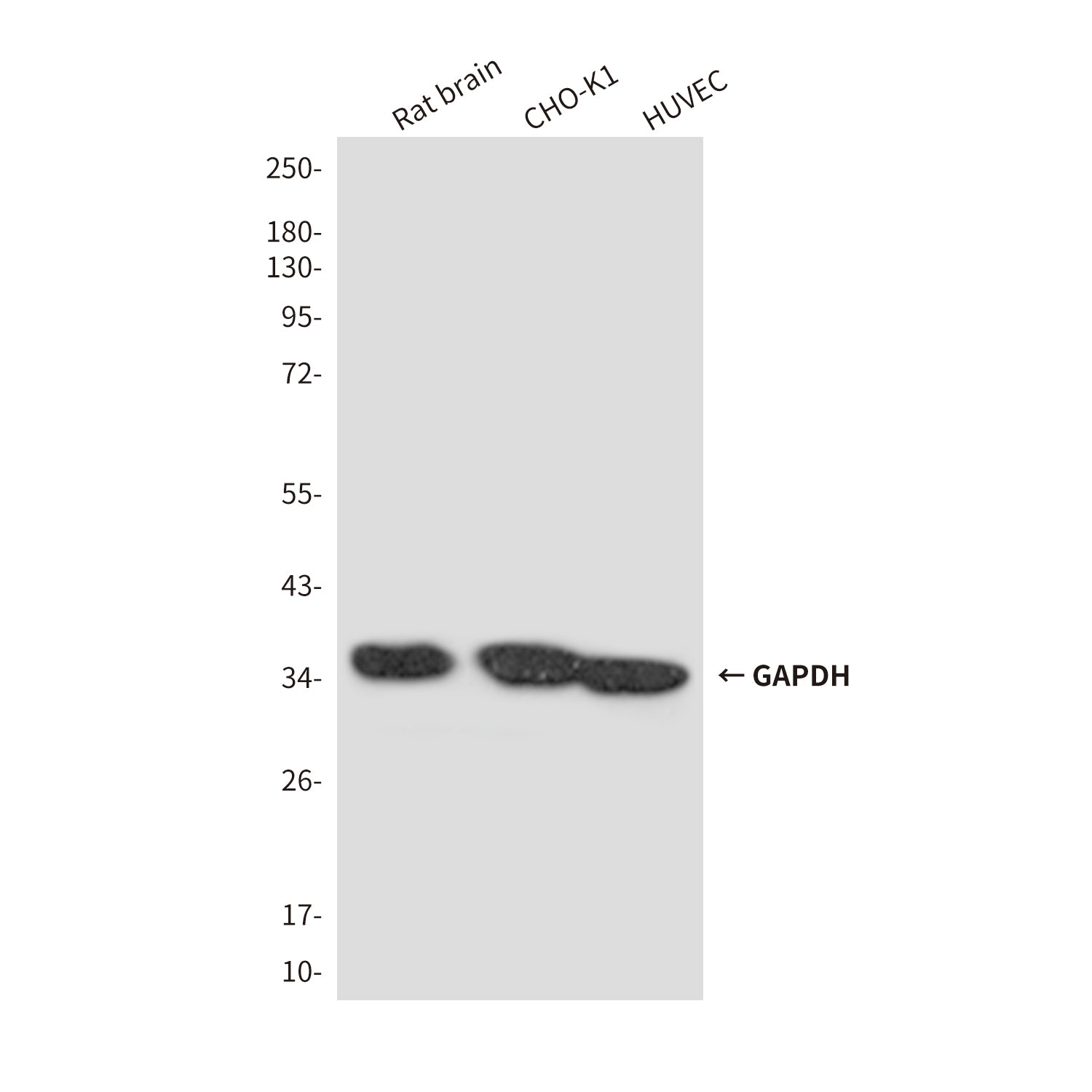 Loading Control Mouse Monoclonal Antibody Kit (HRP)
