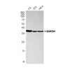 GAPDH Rabbit Monoclonal Antibody