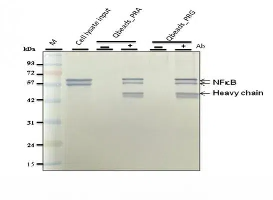 Protein G Magnetic Beads