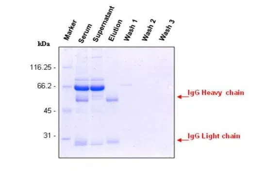 Protein G Magnetic Beads