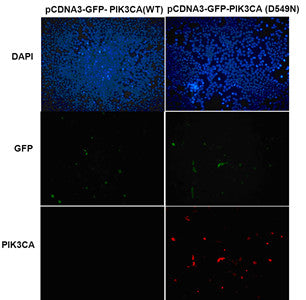 Anti-PIK3CA(Q546R Mutant) Mouse Monoclonal Antibody