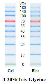 Pre-stained Protein Ladder, Broad Range (8–180 kDa)