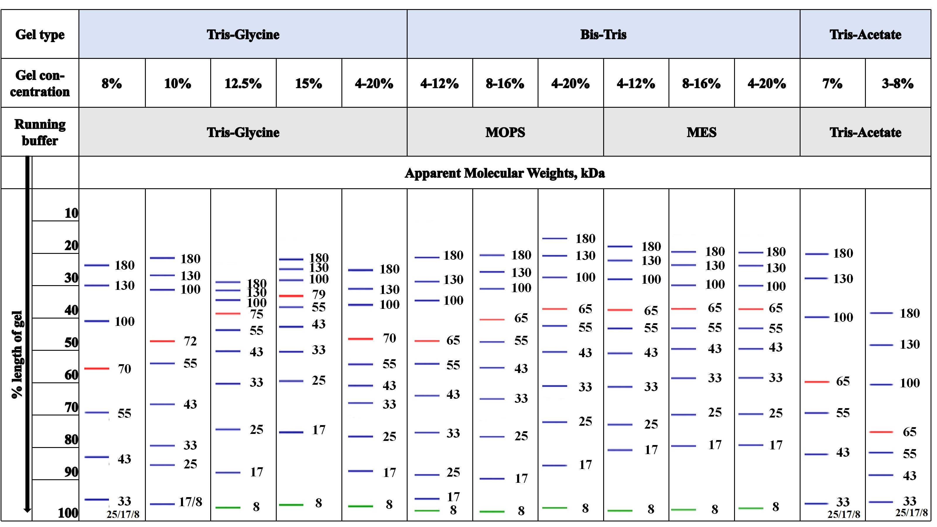 Pre-stained Protein Ladder, Broad Range (8–180 kDa)