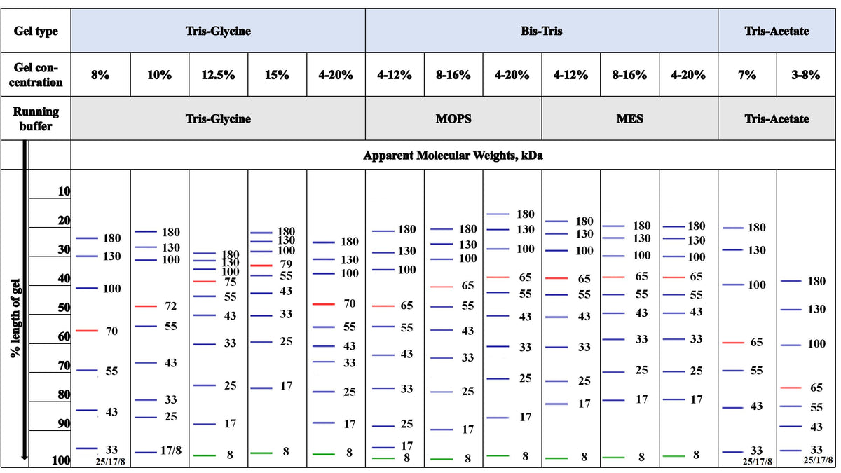 Pre-stained Protein Ladder, Broad Range (8–180 kDa) – AlgentBio