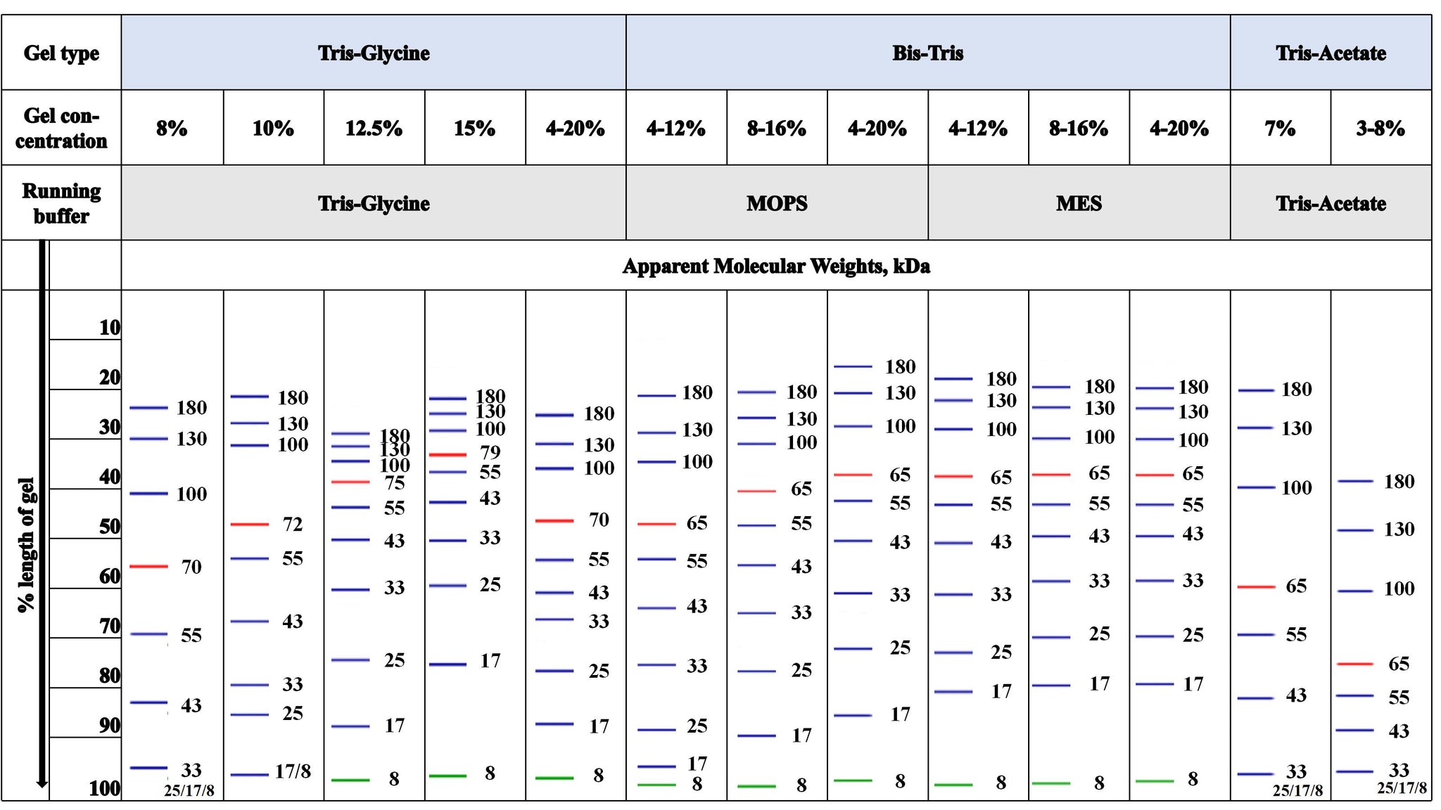 Pre-stained Protein Ladder, Broad Range (8–180 kDa)