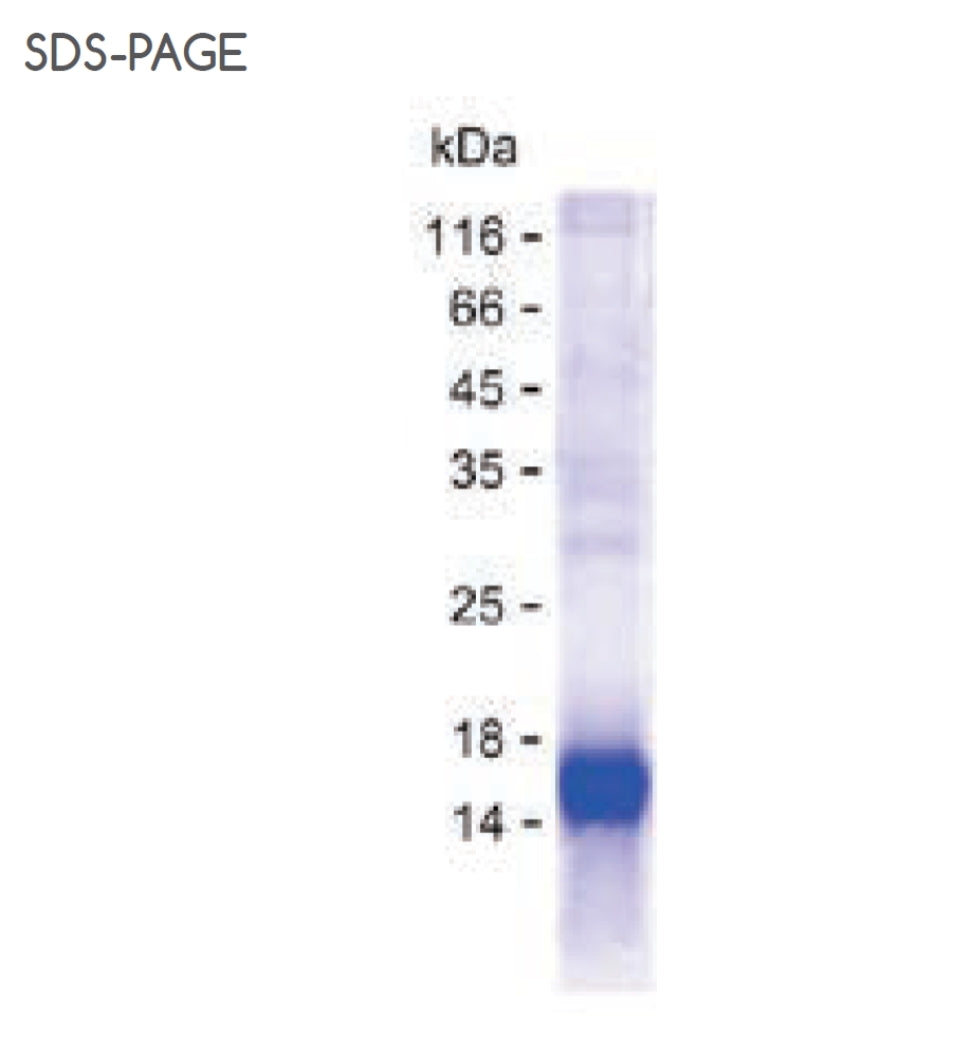 Human RO60 Recombinant Protein