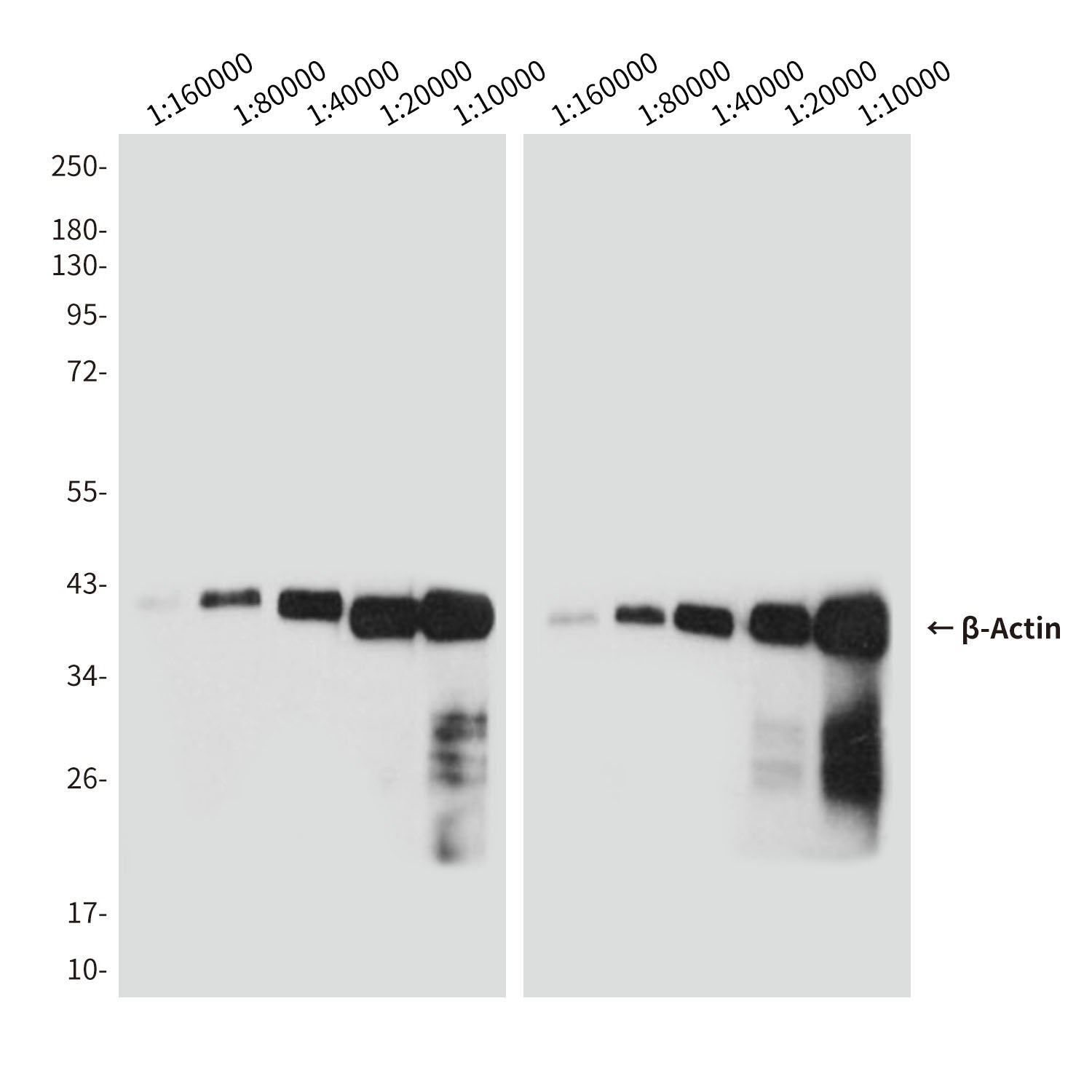 Rabbit Anti-Mouse IgG H&L (HRP)