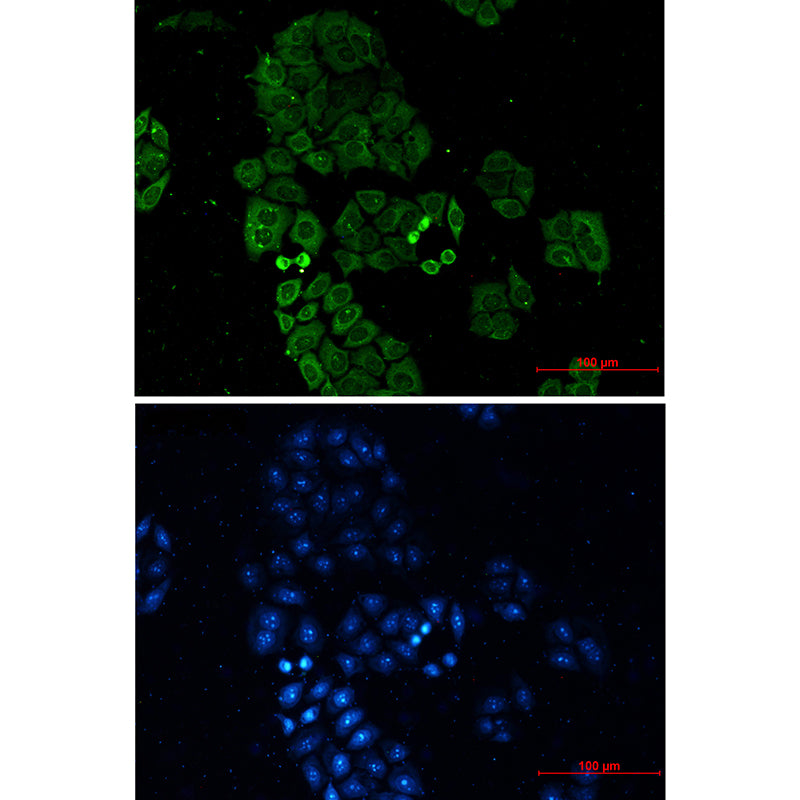 Rabbit Anti-Mouse IgG H&L (AF488)