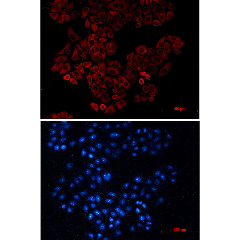Rabbit Anti-Mouse IgG H&L (AF594)