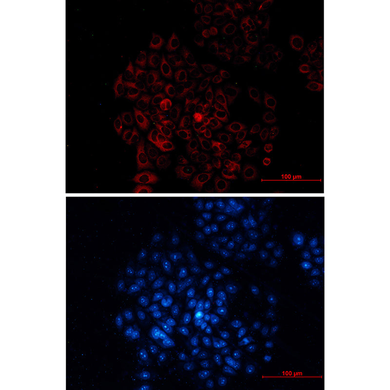 Goat Anti-Mouse IgG H&L (TRITC)