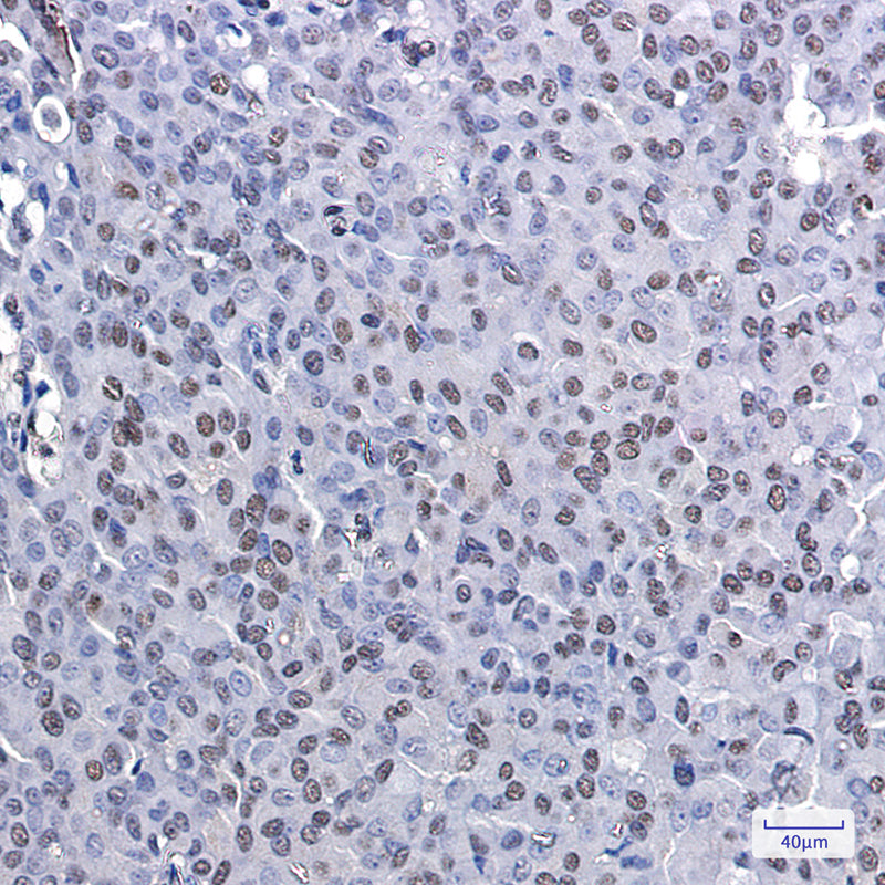 Goat Anti-Mouse IgG H&L?HRP?