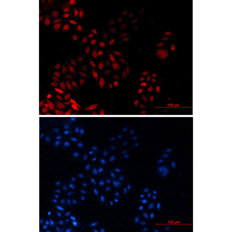 Goat Anti-Rabbit IgG H&L (TRITC)