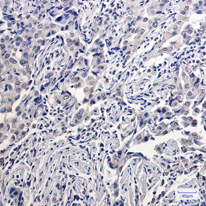 Goat Anti-Rabbit IgG H&L?HRP?