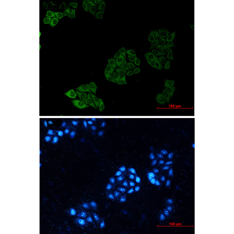 Goat Anti-Mouse IgG H&L (AF488)
