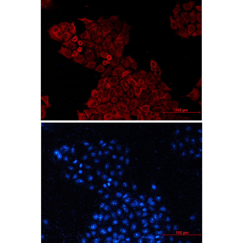Goat Anti-Mouse IgG H&L (AF594)