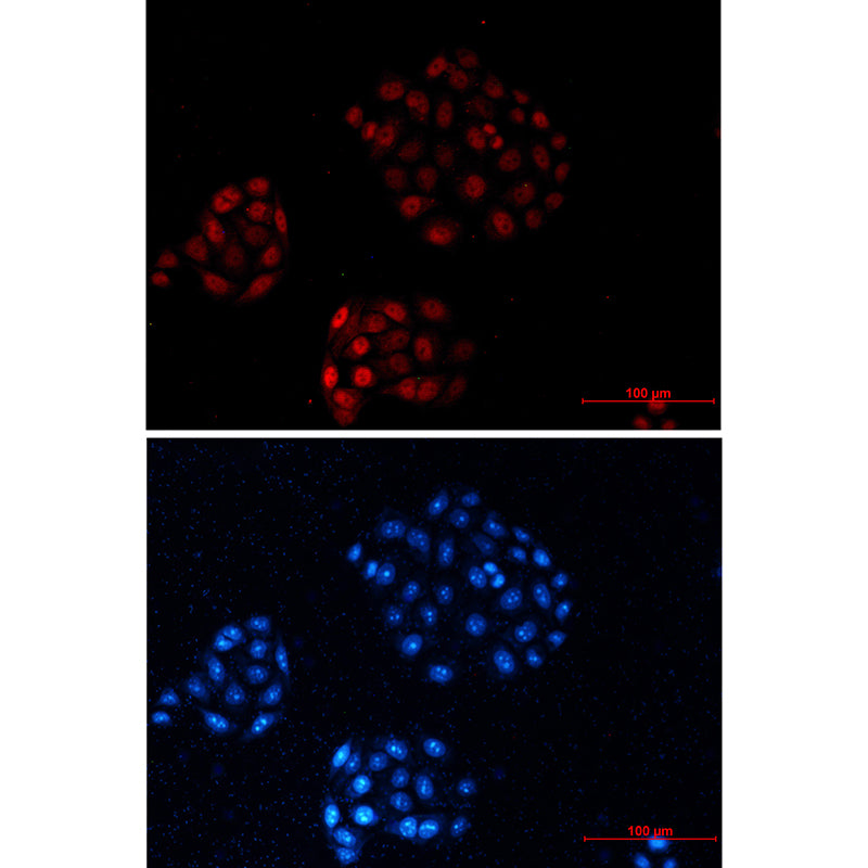 Goat Anti-Rabbit IgG H&L (AF594)