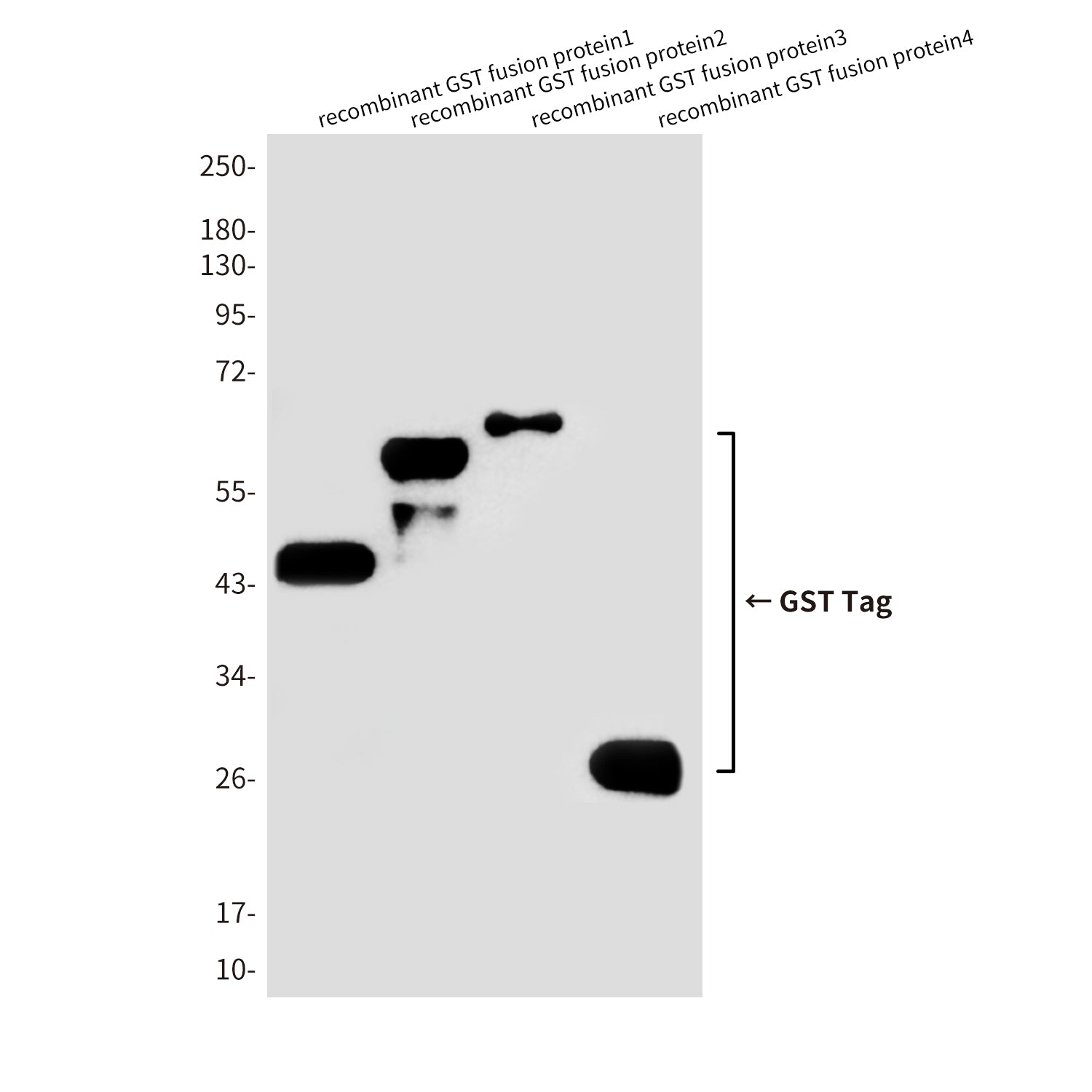 GST Tag Rabbit Polyclonal Antibody (HRP)