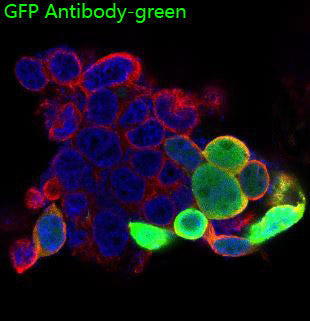GFP Tag Rabbit Polyclonal Antibody