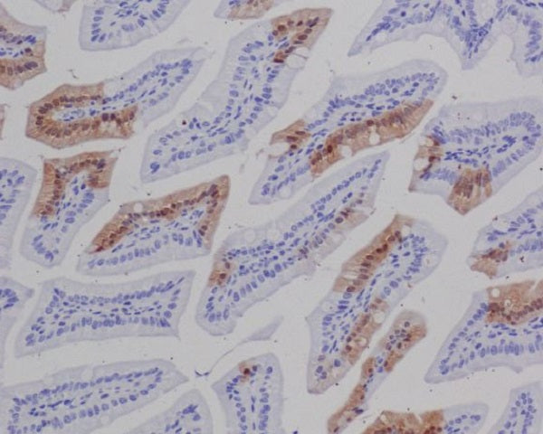 GFP Tag Rabbit Polyclonal Antibody
