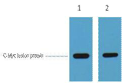 c-Myc Tag Rabbit Polyclonal Antibody