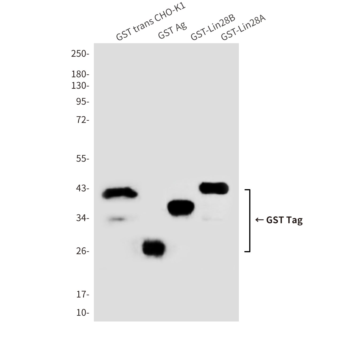GST Tag Rabbit Polyclonal Antibody
