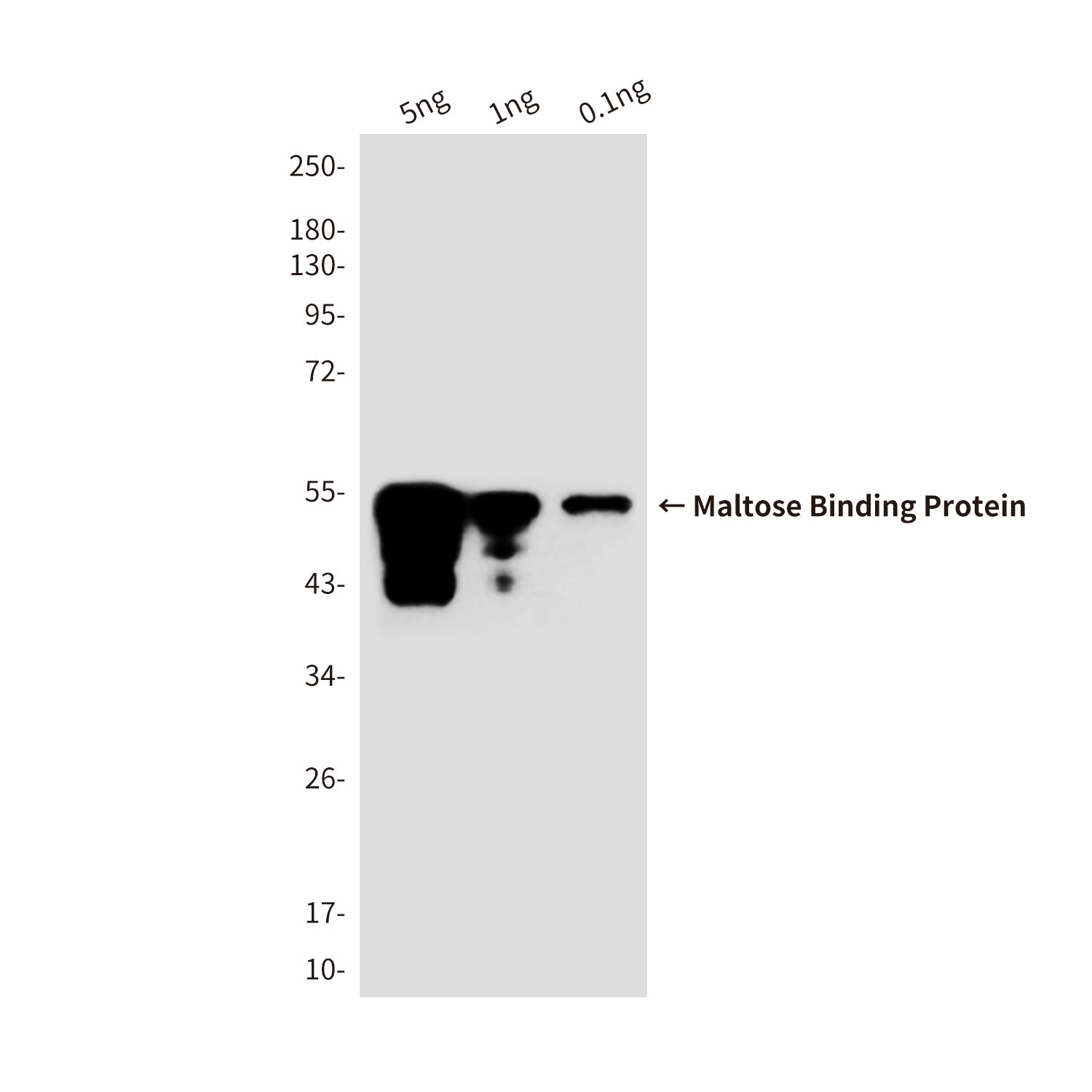 MBP Tag Rabbit Polyclonal Antibody