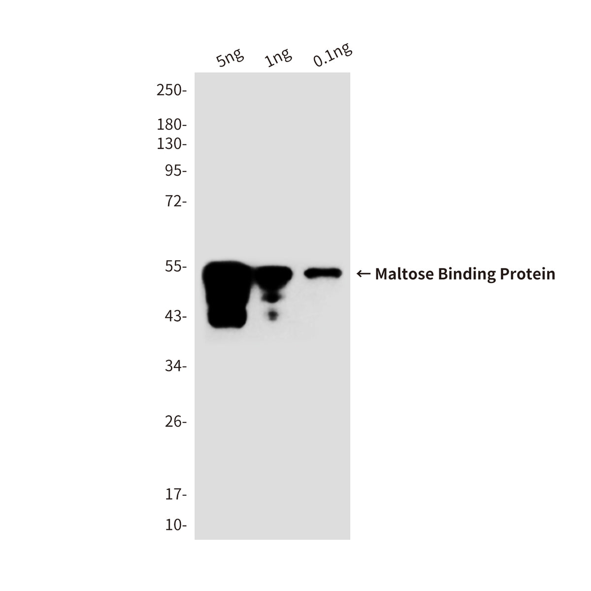 MBP Tag Rabbit Polyclonal Antibody