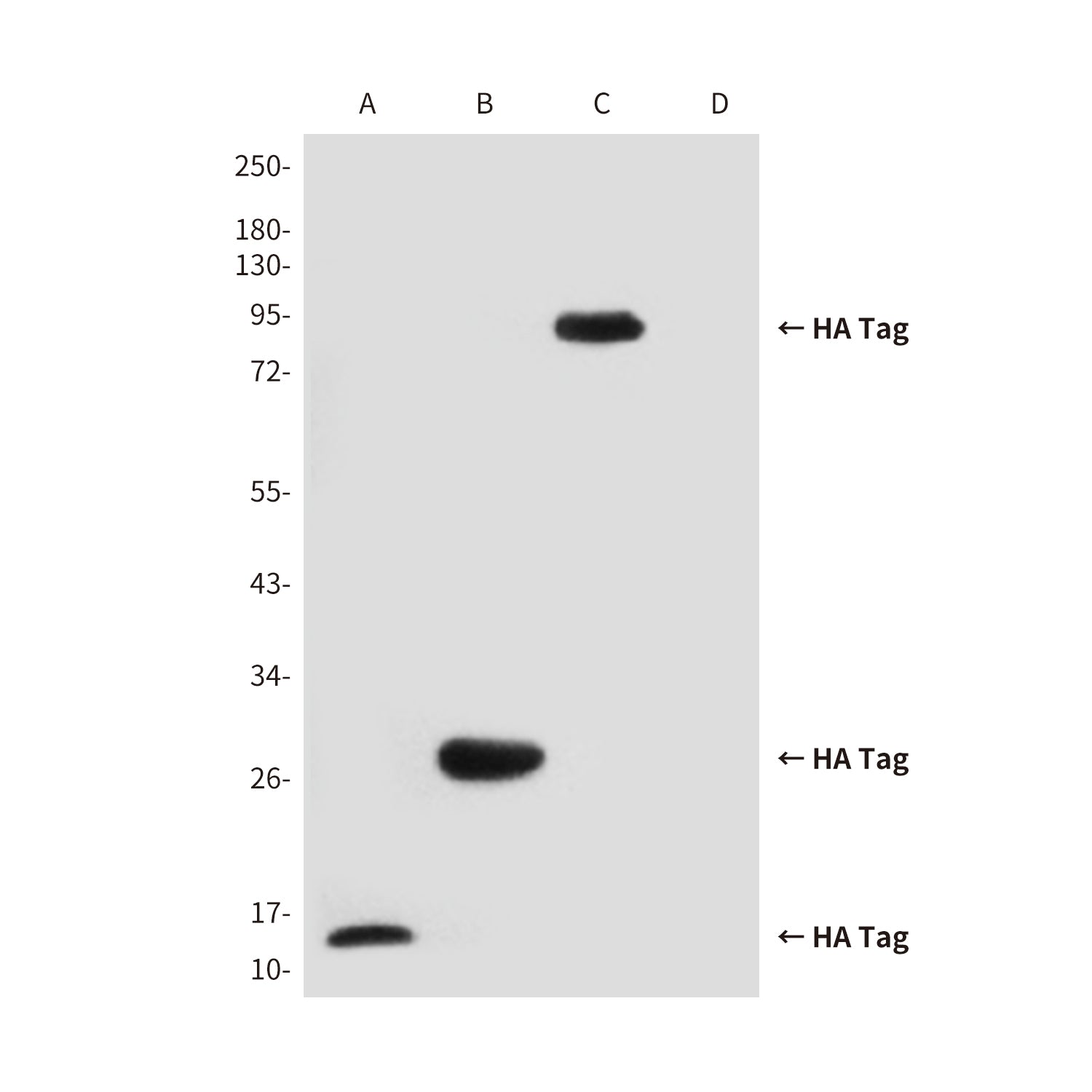 HA Tag Rabbit Polyclonal Antibody