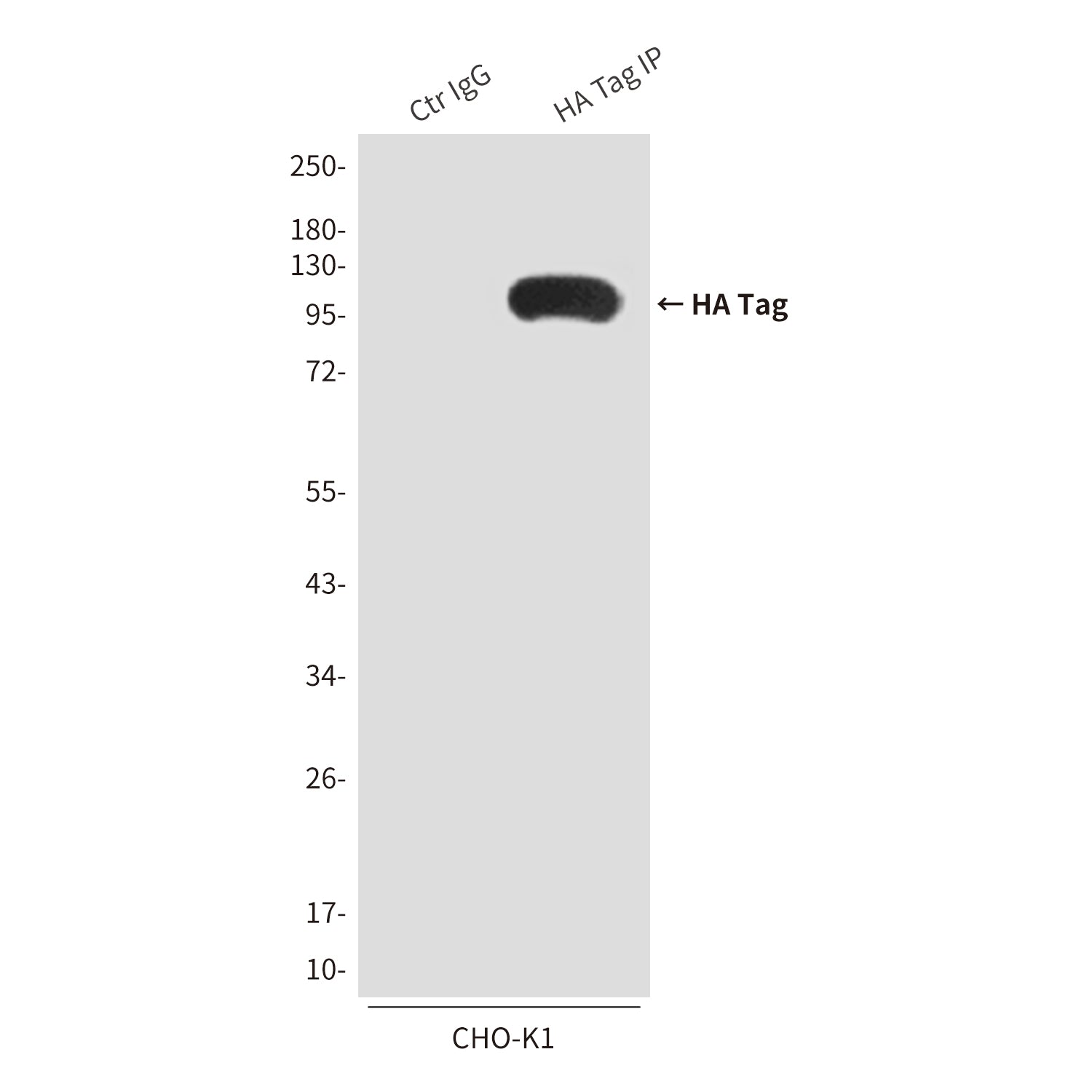 HA Tag Rabbit Polyclonal Antibody