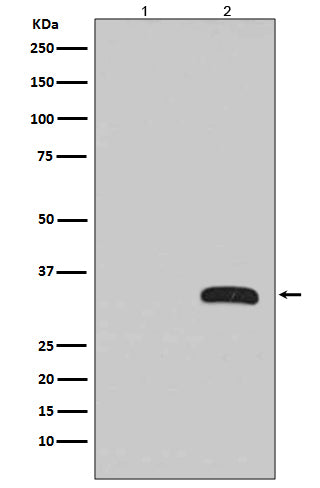 GFP Tag Rabbit Polyclonal Antibody (HRP)