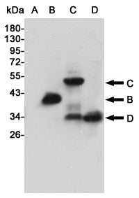 Flag Tag Mouse Monoclonal Antibody (HRP)