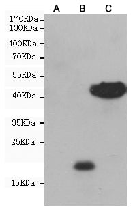 c-Myc Tag (9E10) Mouse Monoclonal Antibody (HRP)