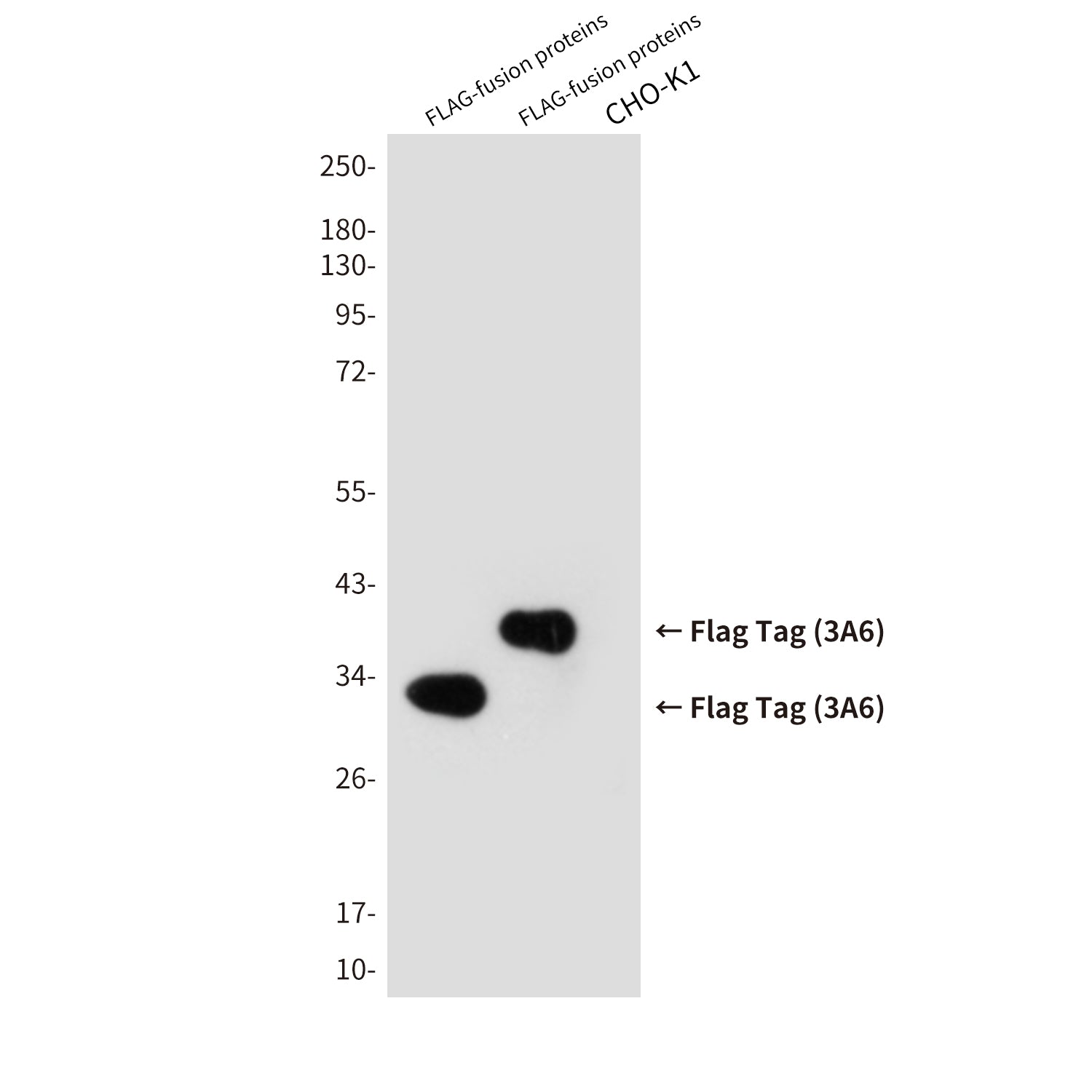 Flag Tag (3A6) Mouse Monoclonal Antibody (HRP)
