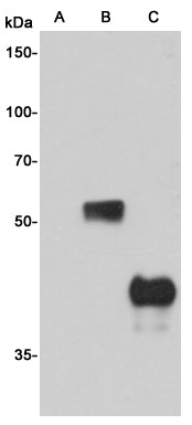 c-Myc Tag (9C4) Mouse Monoclonal Antibody