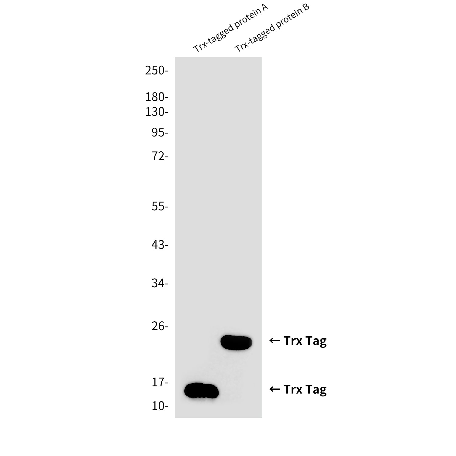 Trx Tag (3C1) Mouse Monoclonal Antibody