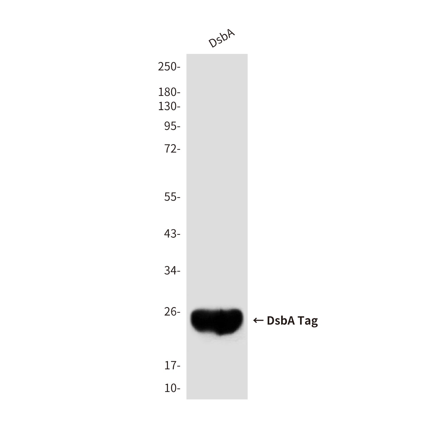 DsbA Tag (1A2) Mouse Monoclonal Antibody