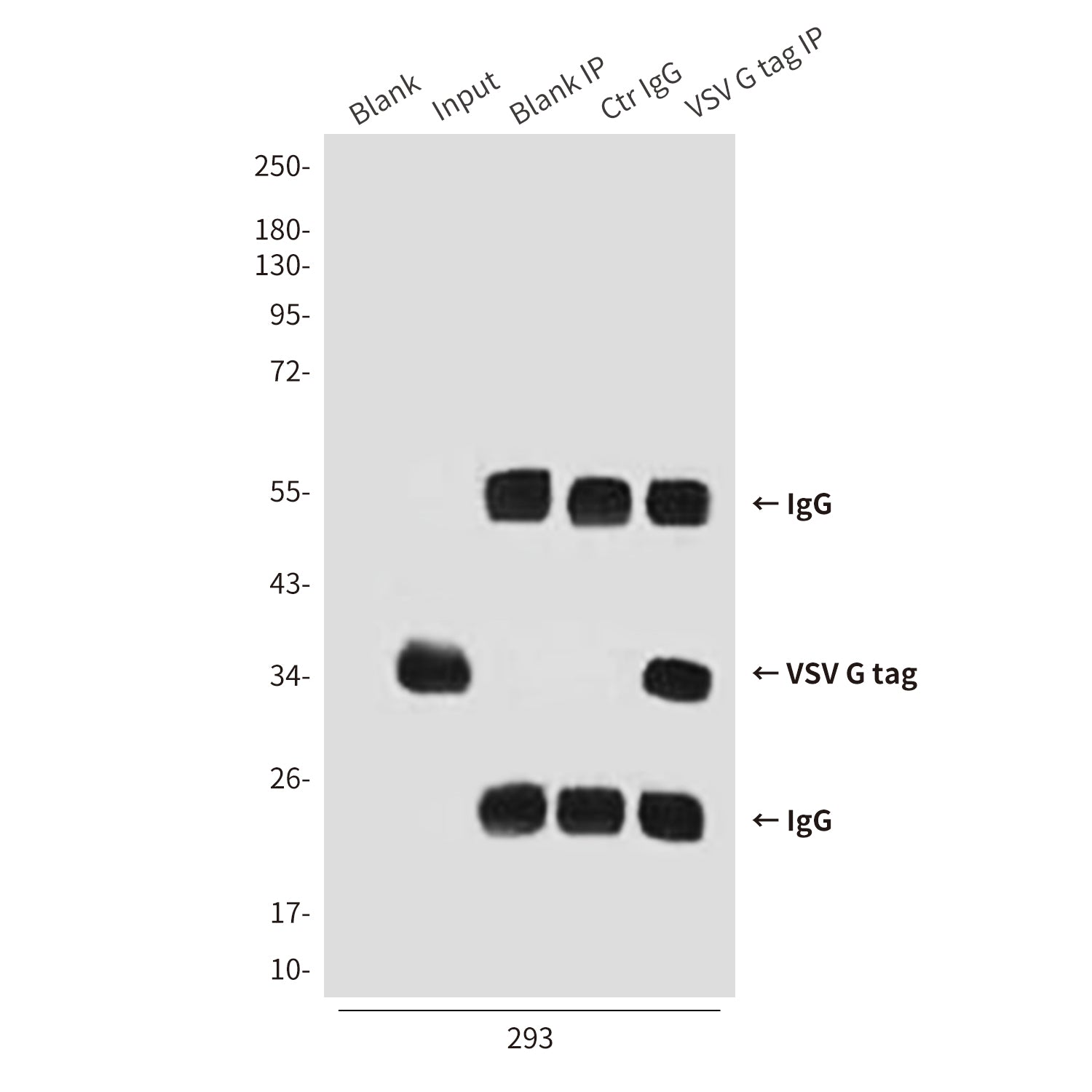 VSV G tag (4A10) Mouse Monoclonal Antibody